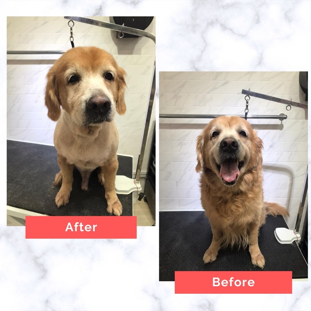 Golden Retriever Dog Grooming Before and After
